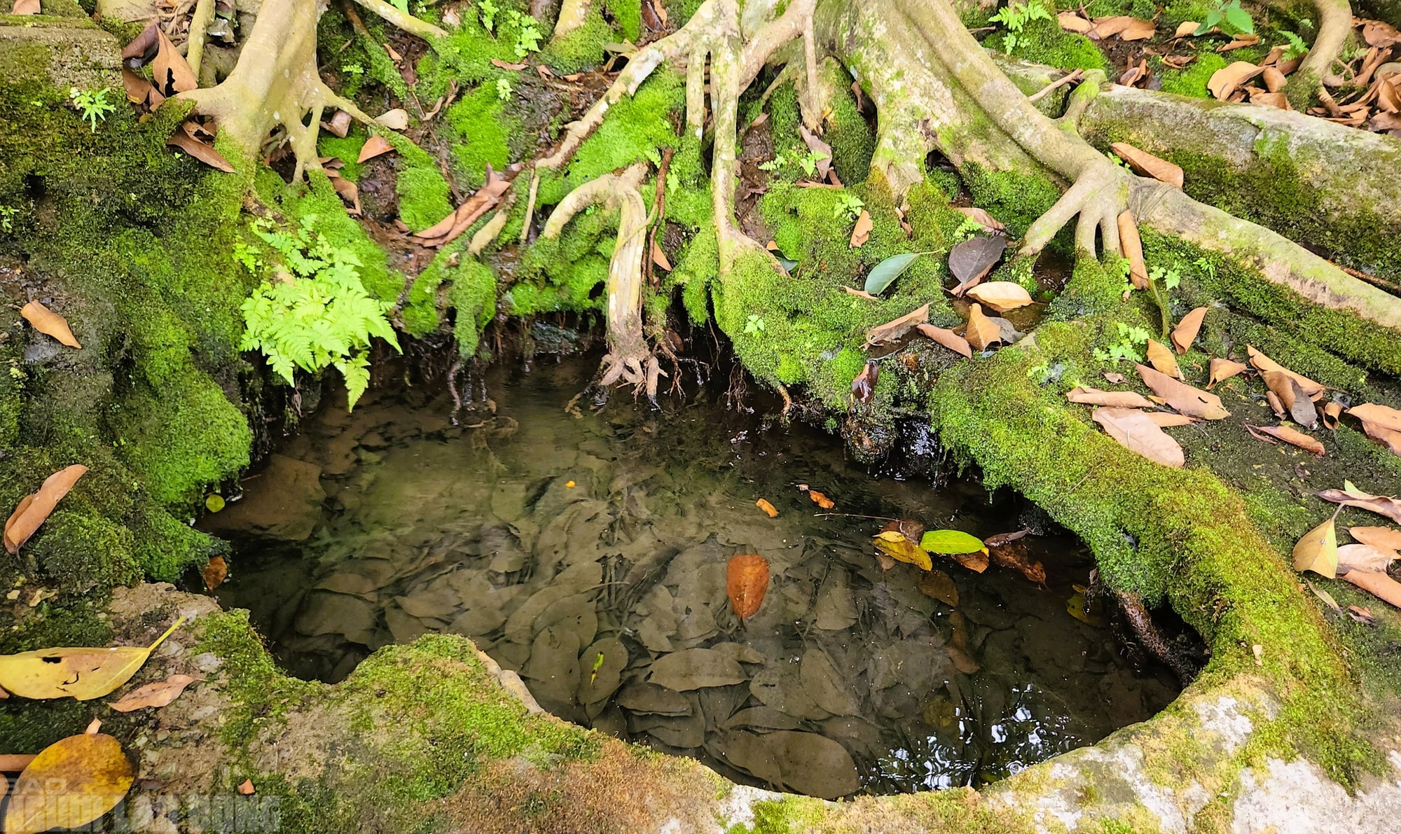 Chuyện về "giếng nước thần" được cả làng bảo vệ hàng trăm năm - Ảnh 4.