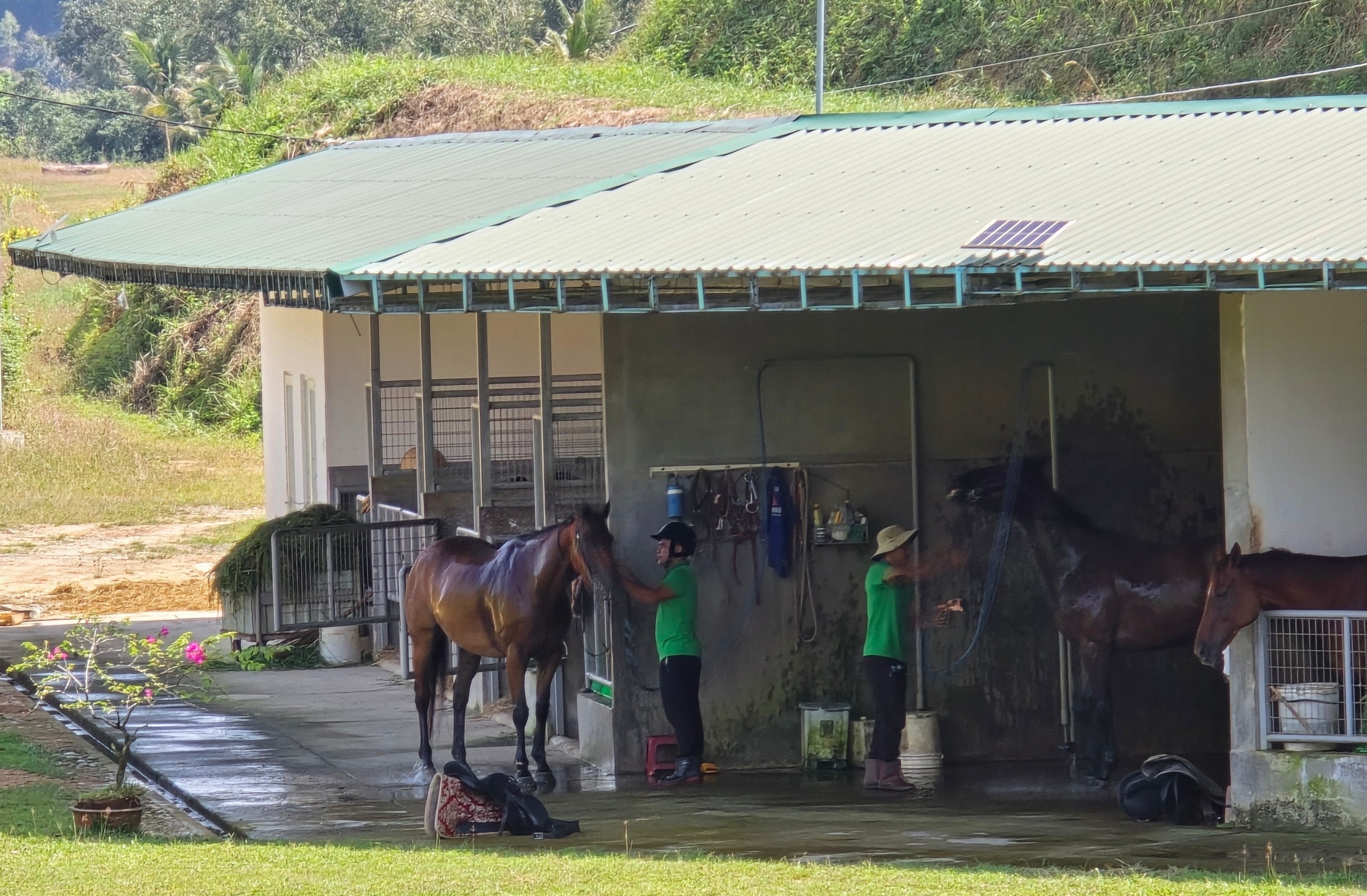 Đầu năm Ngọ khám phá Trường đua ngựa Thiên Mã Madagui tại Lâm Đồng - Ảnh 12.