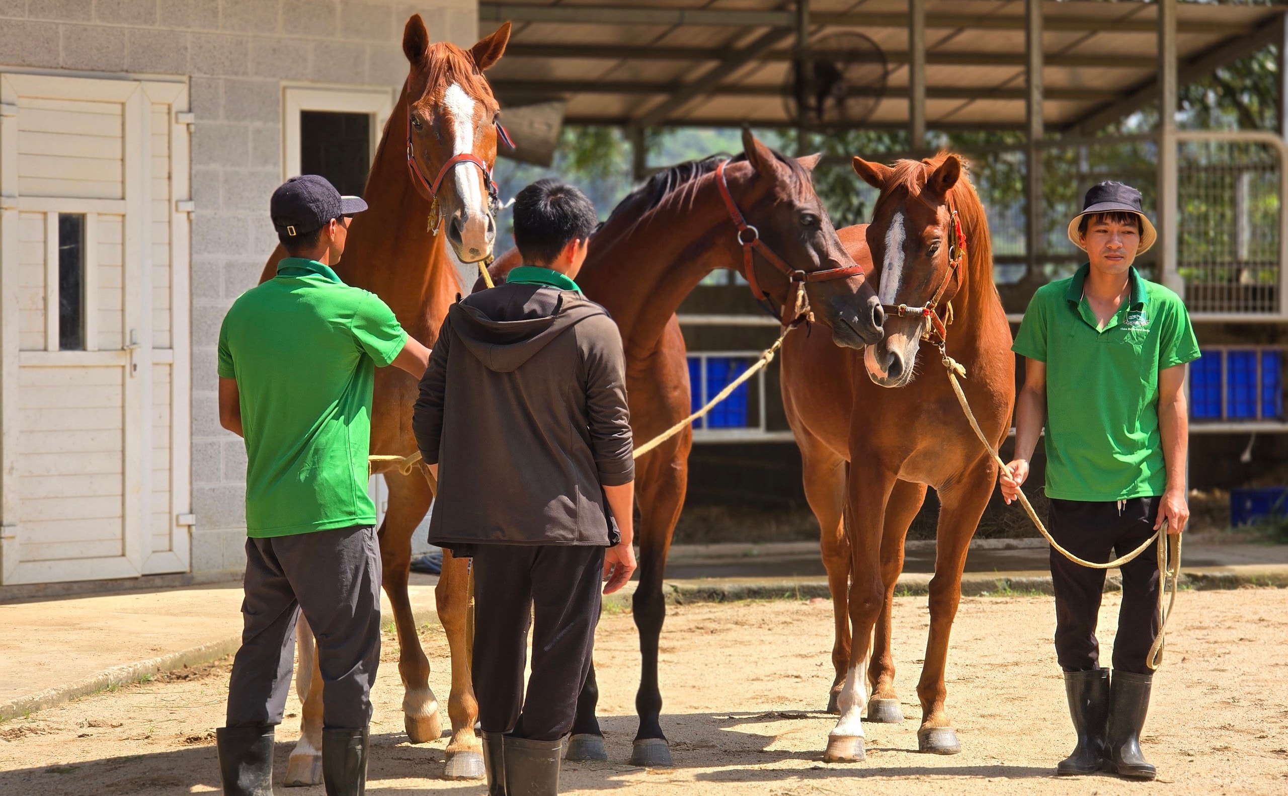Đầu năm Ngọ khám phá Trường đua ngựa Thiên Mã Madagui tại Lâm Đồng - Ảnh 2.