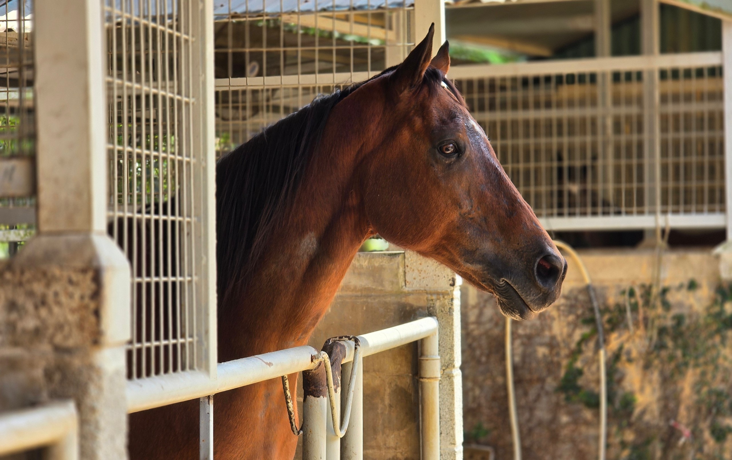 Đầu năm Ngọ khám phá Trường đua ngựa Thiên Mã Madagui tại Lâm Đồng - Ảnh 4.