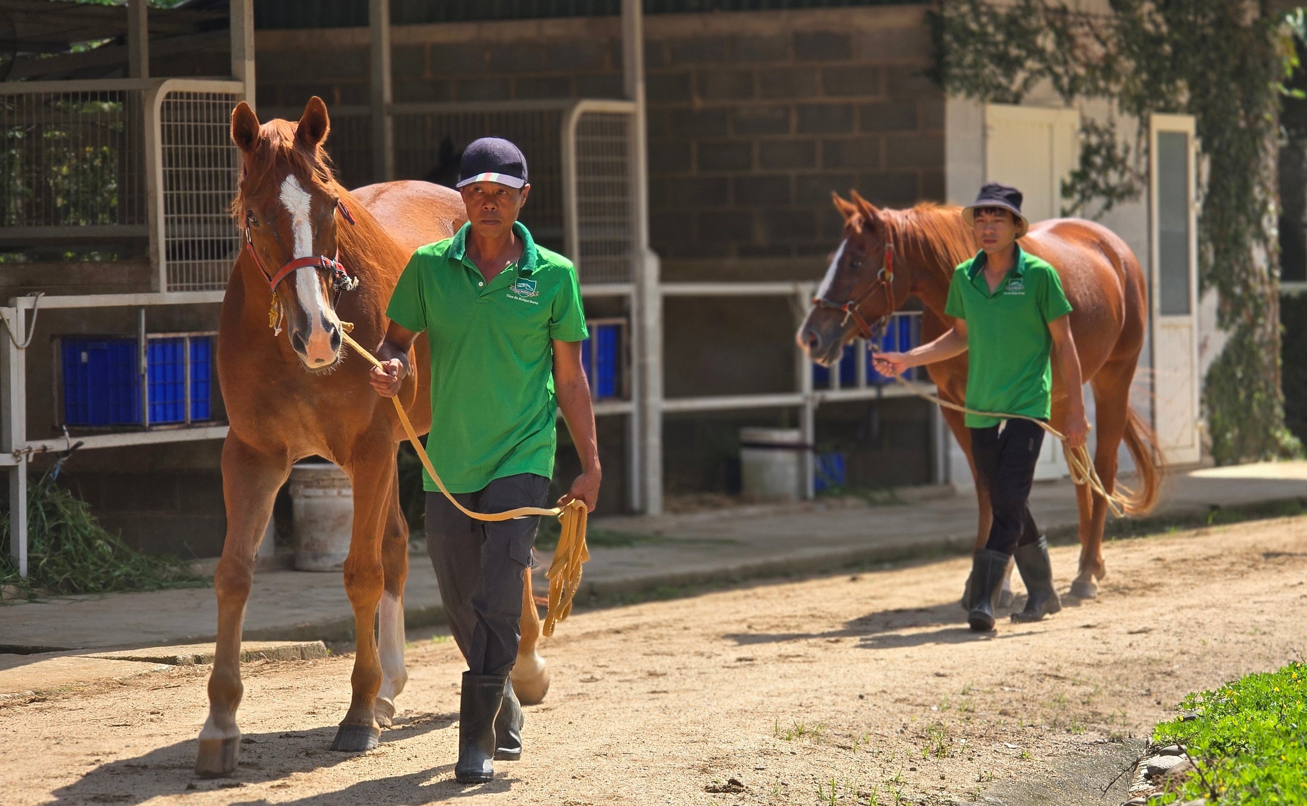 Đầu năm Ngọ khám phá Trường đua ngựa Thiên Mã Madagui tại Lâm Đồng - Ảnh 6.