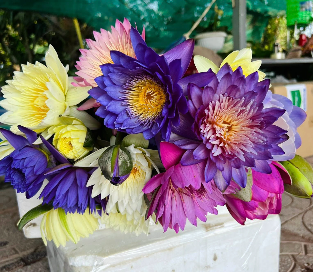 Kinh doanh hoa súng kiểng: Cách phụ nữ Cần Thơ thu lợi triệu đồng mỗi ngày - Ảnh 9.