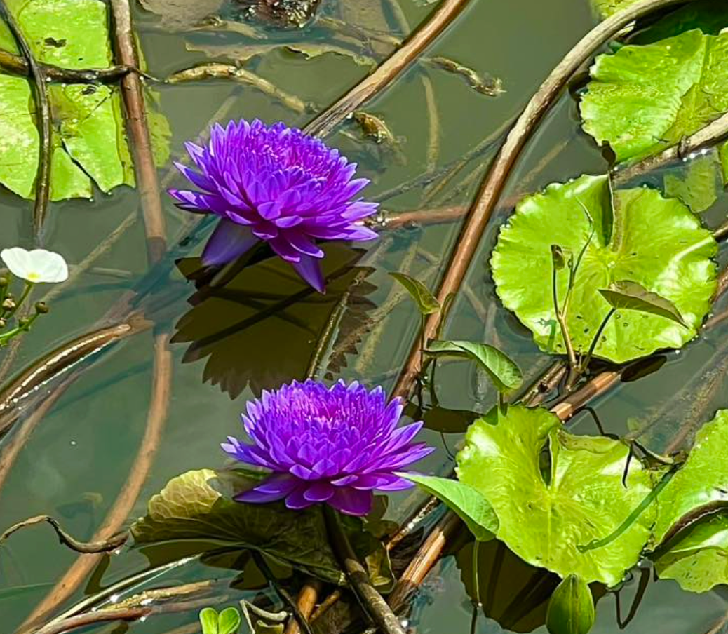 Kinh doanh hoa súng kiểng: Cách phụ nữ Cần Thơ thu lợi triệu đồng mỗi ngày - Ảnh 6.