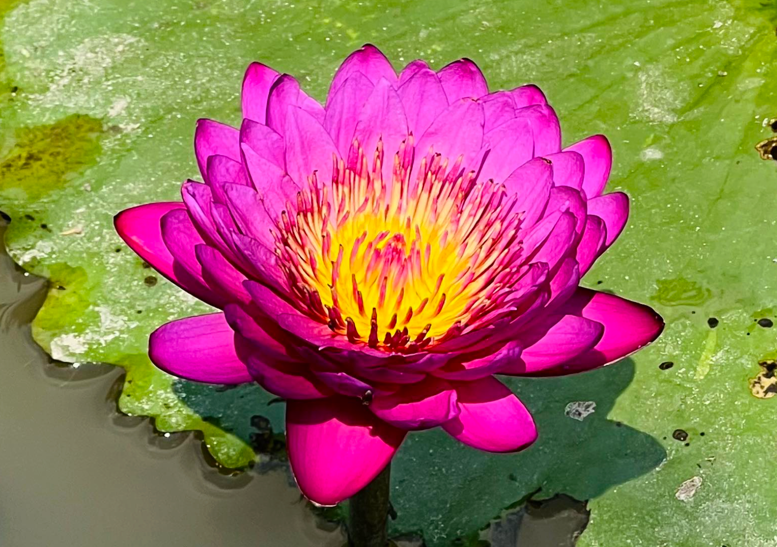 Kinh doanh hoa súng kiểng: Cách phụ nữ Cần Thơ thu lợi triệu đồng mỗi ngày - Ảnh 5.