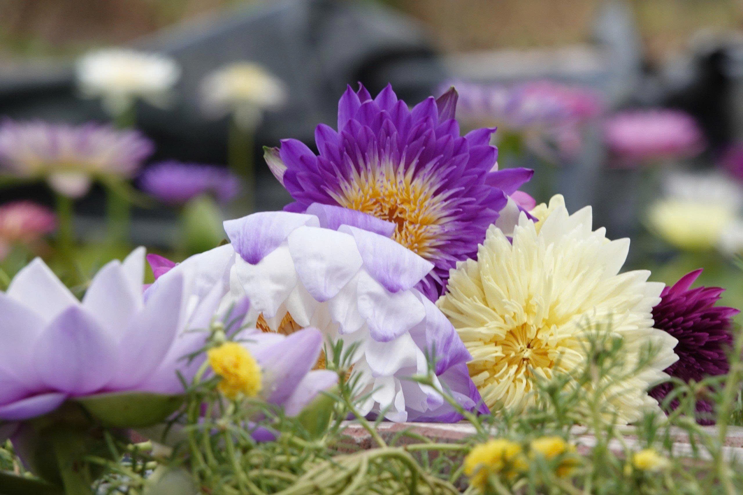 Kinh doanh hoa súng kiểng: Cách phụ nữ Cần Thơ thu lợi triệu đồng mỗi ngày - Ảnh 8.