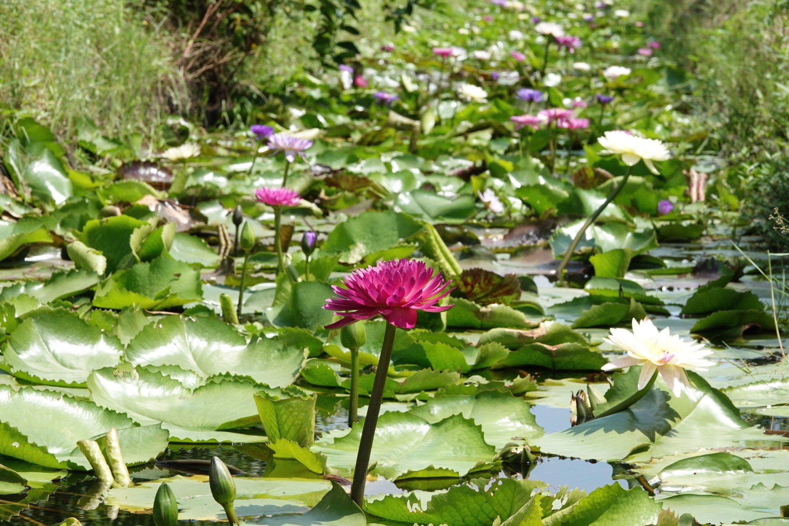 Kinh doanh hoa súng kiểng: Cách phụ nữ Cần Thơ thu lợi triệu đồng mỗi ngày - Ảnh 2.