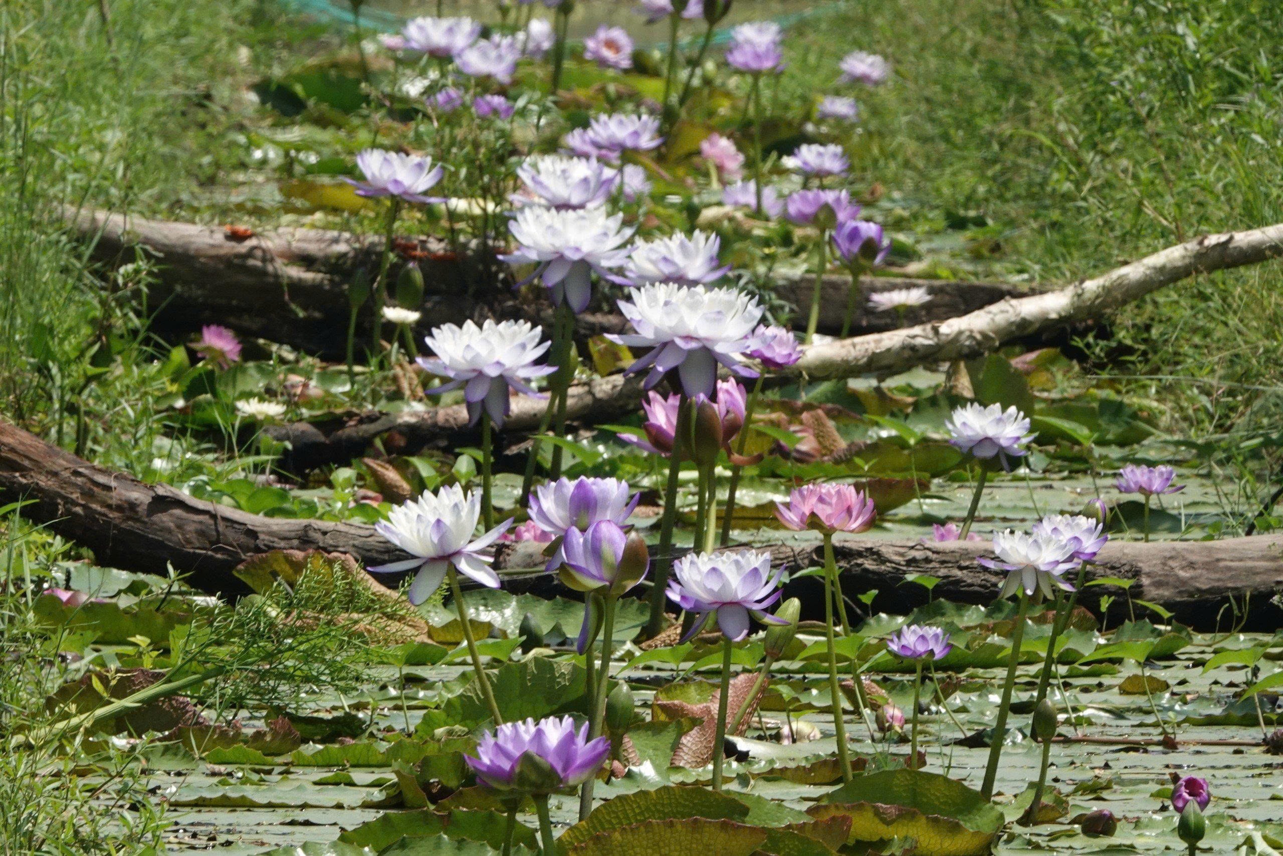 Kinh doanh hoa súng kiểng: Cách phụ nữ Cần Thơ thu lợi triệu đồng mỗi ngày - Ảnh 3.