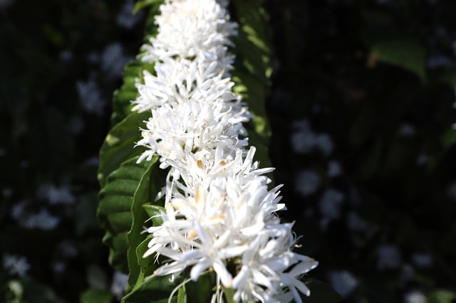 Mê mẩn mùa hoa cà phê ở Tây Nguyên- Ảnh 4.