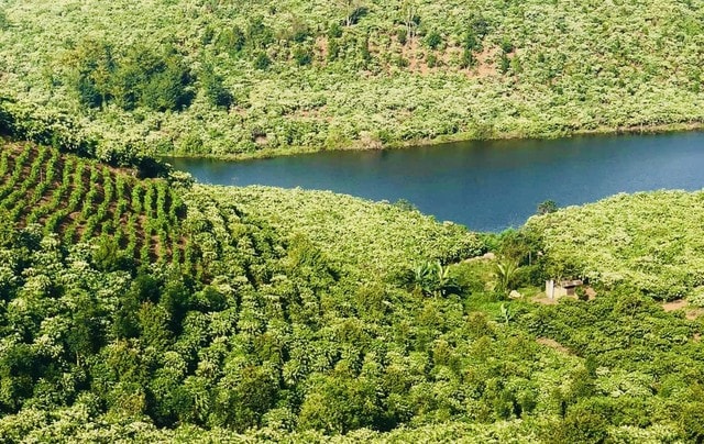 Mê mẩn mùa hoa cà phê ở Tây Nguyên- Ảnh 5.