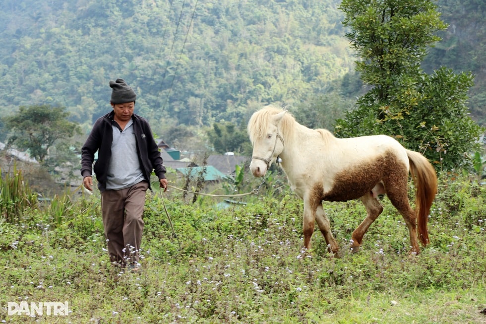 Bí quyết nuôi ngựa “nhà giàu” trên cổng trời, trăm triệu đồng không bán - 3 Bí quyết nuôi ngựa “nhà giàu” trên cổng trời, trăm triệu đồng không bán - 3