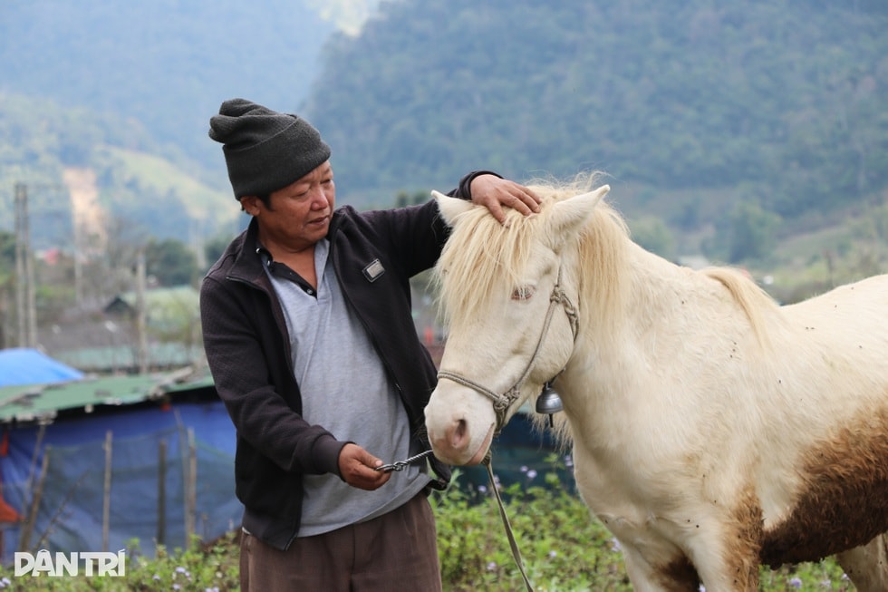 Bí quyết nuôi ngựa “nhà giàu” trên cổng trời, trăm triệu đồng không bán - 5 Bí quyết nuôi ngựa “nhà giàu” trên cổng trời, trăm triệu đồng không bán - 5