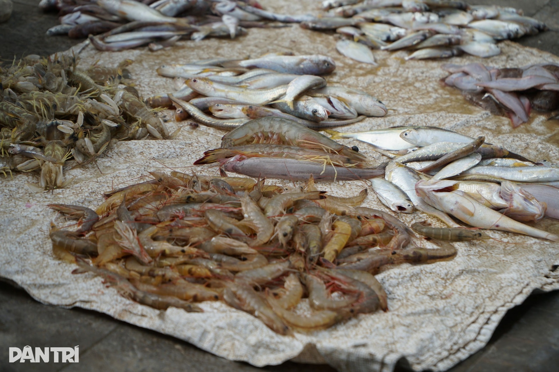 5 con cá khoai giá nửa triệu đồng, ngư dân săn tìm đầu năm mới - 5