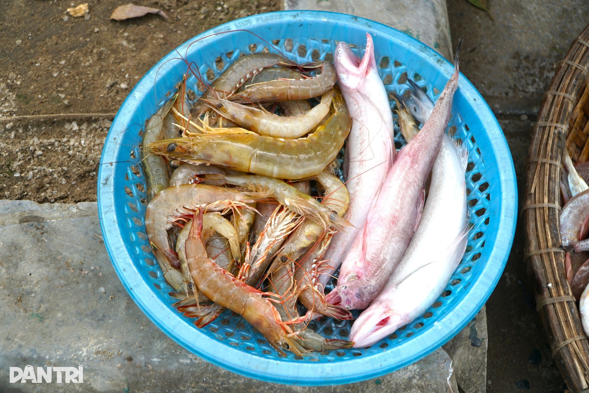 5 con cá khoai giá nửa triệu đồng, ngư dân săn tìm đầu năm mới - 9