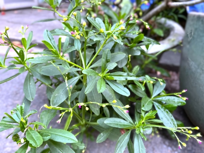 Ăn rau lá sâm hỗ trợ làm mát gan, nhưng không có tác dụng ngừa ung thư gan. Ảnh: Diệu Thuần