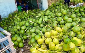 Uống nước dừa tốt nhất vào buổi sáng, 2 nhóm người phải kiêng - Ảnh 4.