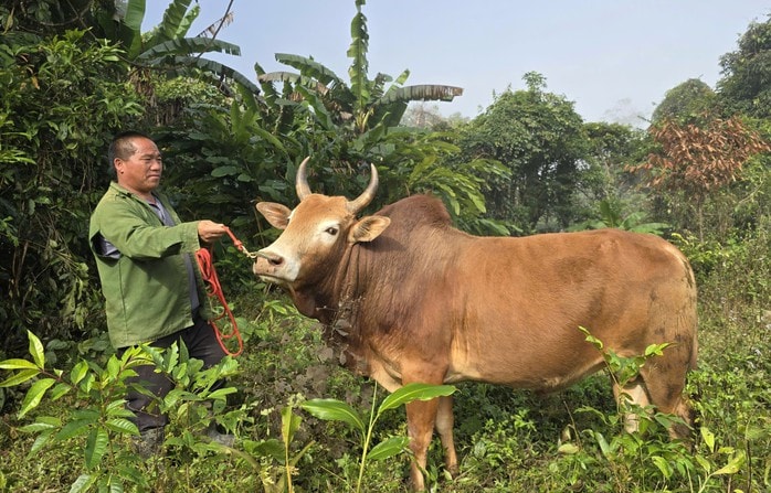 Ngày xuân, lên lưng chừng núi xem người Mông chọi bò - Ảnh 3.