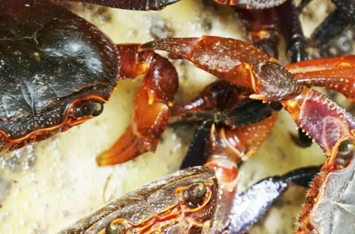 Lý do mắm cua núi giá 800 . 000 Đồng / kg và sự hấp dẫn của đặc sản An Giang - Ảnh 3.