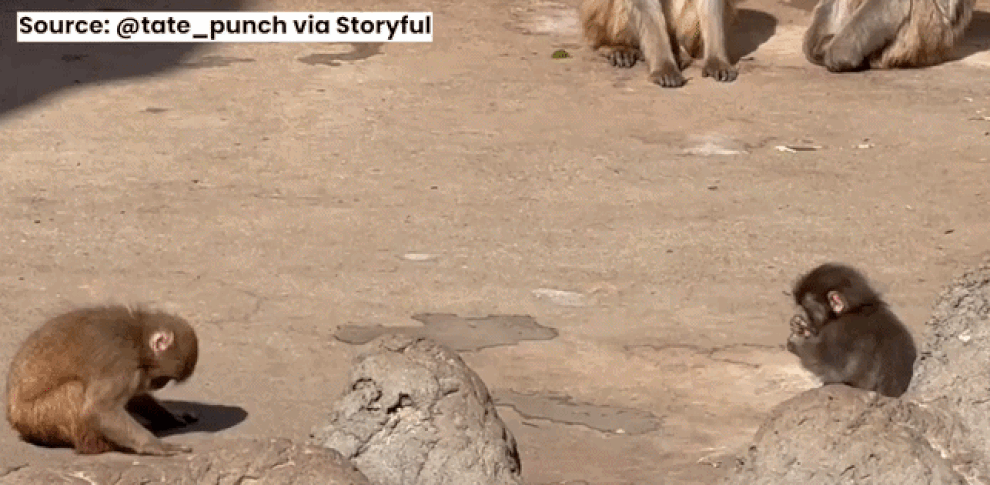 Bị mẹ ruột bỏ rơi và cả đàn bắt nạt, khỉ con phải ôm lấy thú bông cho đỡ sợ - 1 Bị mẹ ruột bỏ rơi và cả đàn bắt nạt, khỉ con phải ôm lấy thú bông cho đỡ sợ - 1