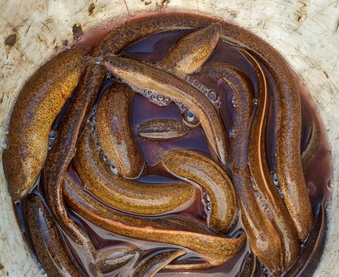 VIDEO: Mò hang cấm lịch ở Cà Mau - Ảnh 10.