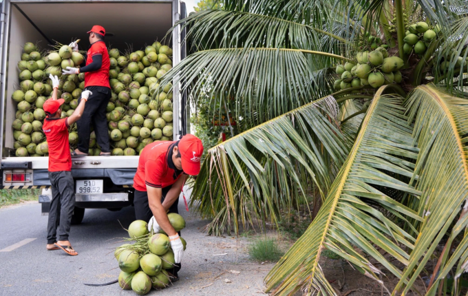 Doanh nghiệp thu mua dừa ở Bến Tre cũ (nay là Vĩnh Long). Ảnh: Vina T&T
