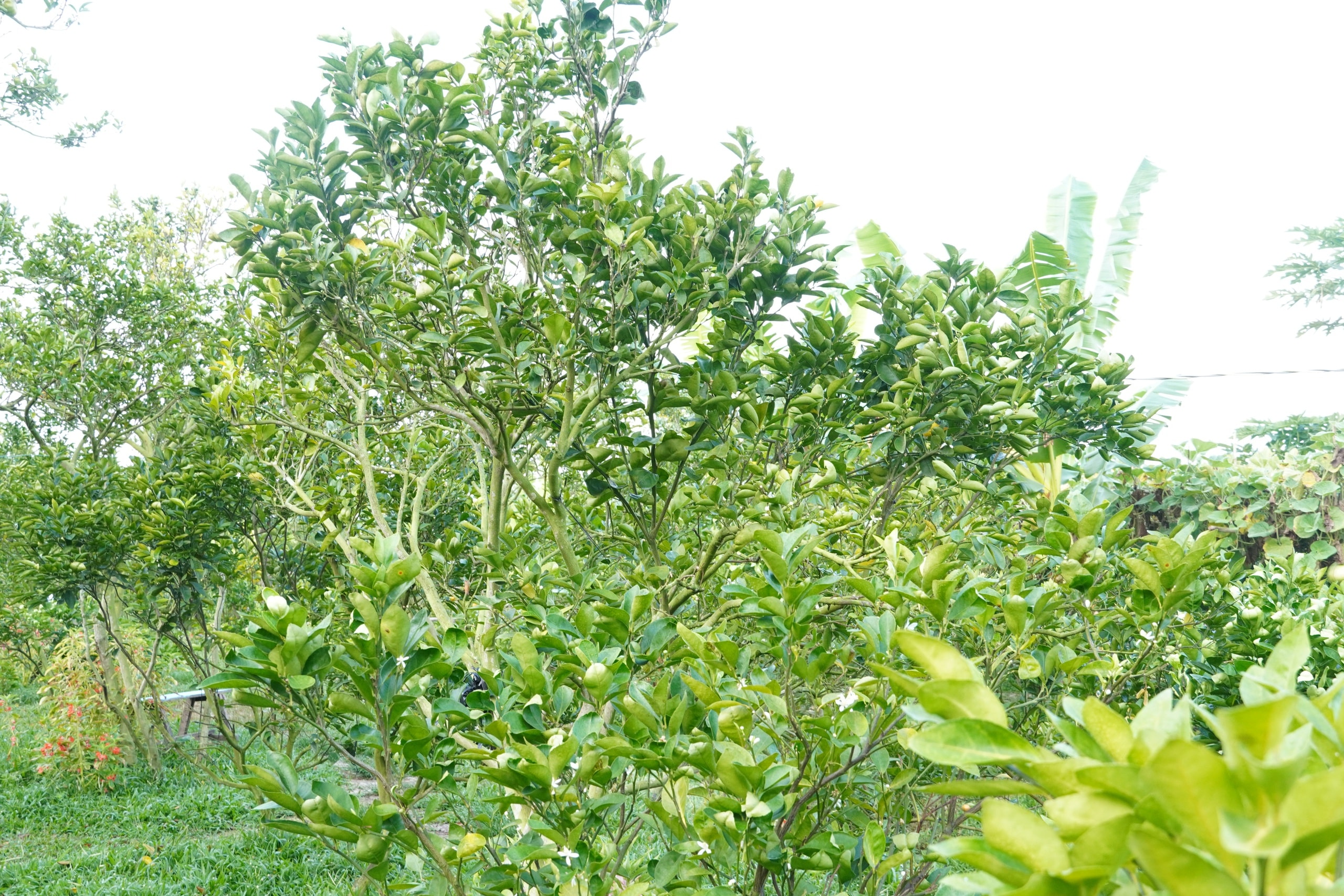 Thủ phủ quýt hồng Lai Vung năm 2026: Giá giảm sau vụ thu hoạch Tết - Ảnh 1.