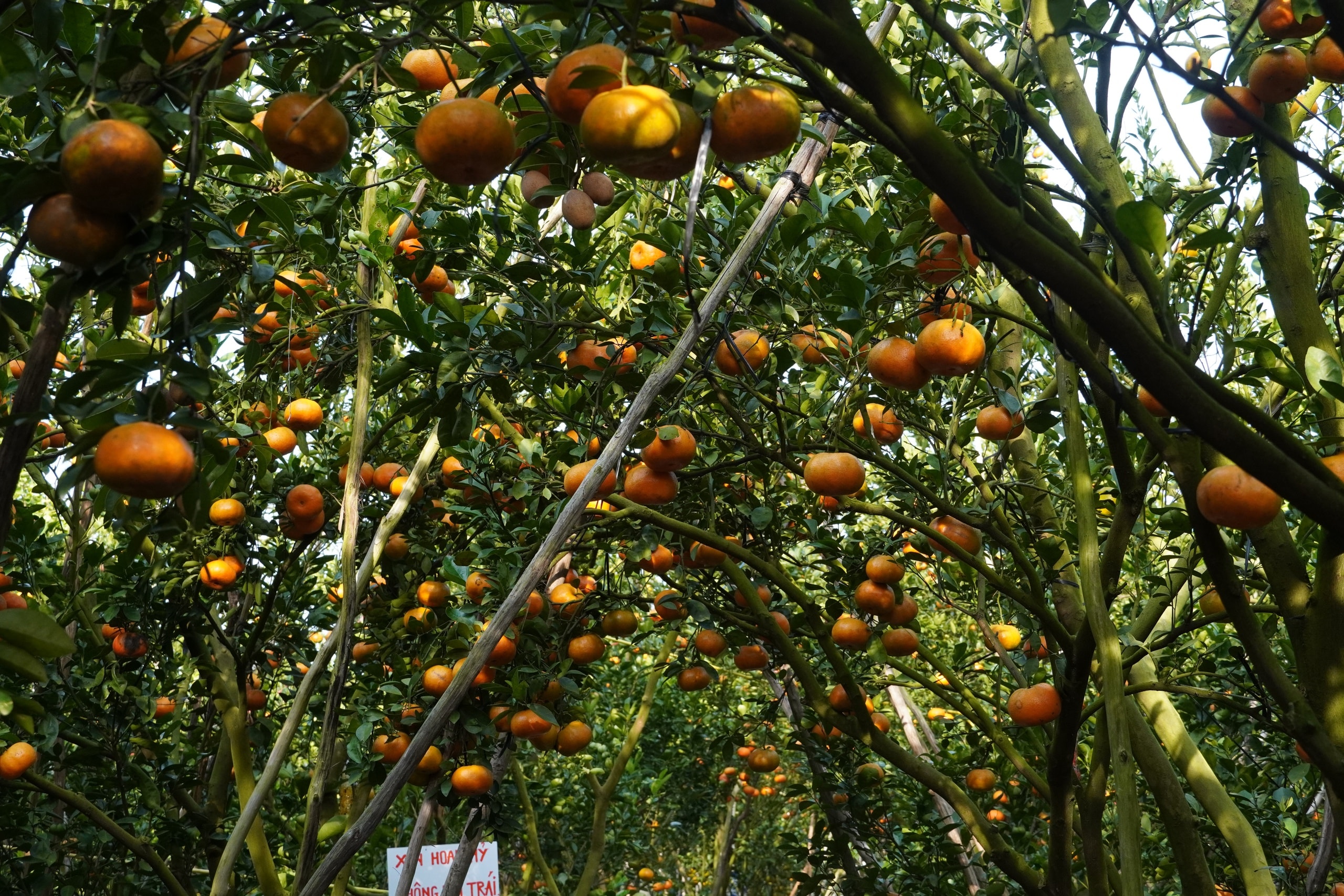 Thủ phủ quýt hồng Lai Vung năm 2026: Giá giảm sau vụ thu hoạch Tết - Ảnh 6.
