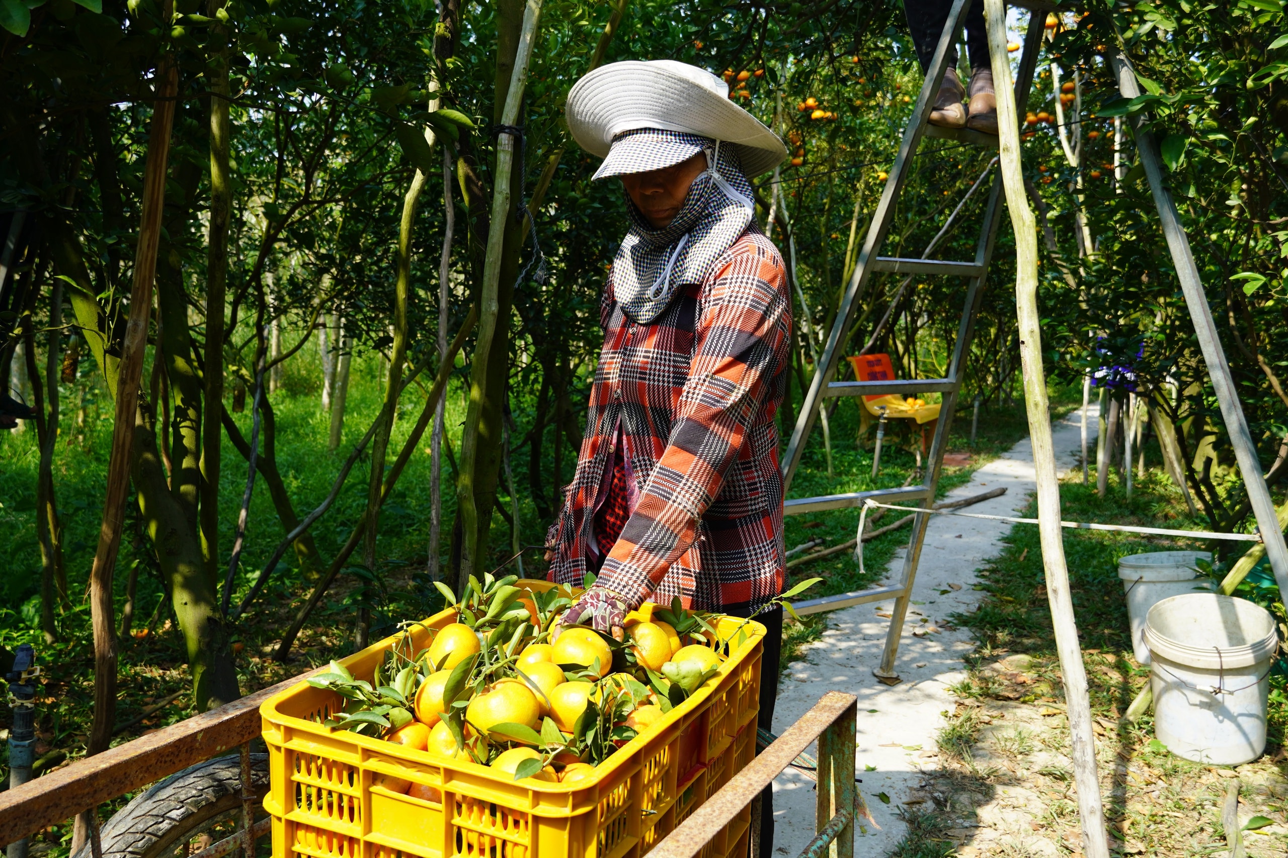 Thủ phủ quýt hồng Lai Vung năm 2026: Giá giảm sau vụ thu hoạch Tết - Ảnh 8.