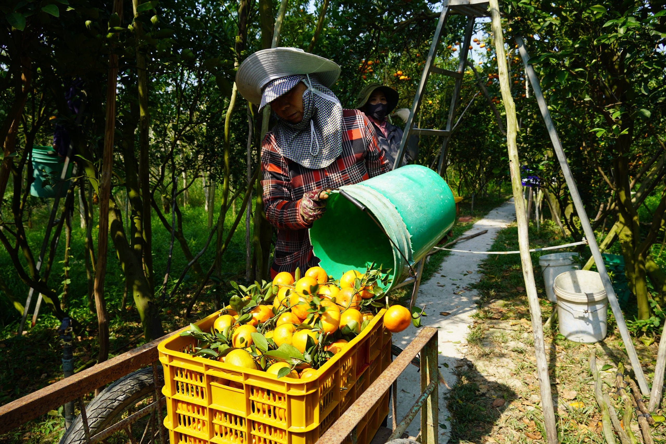 Thủ phủ quýt hồng Lai Vung năm 2026: Giá giảm sau vụ thu hoạch Tết - Ảnh 7.