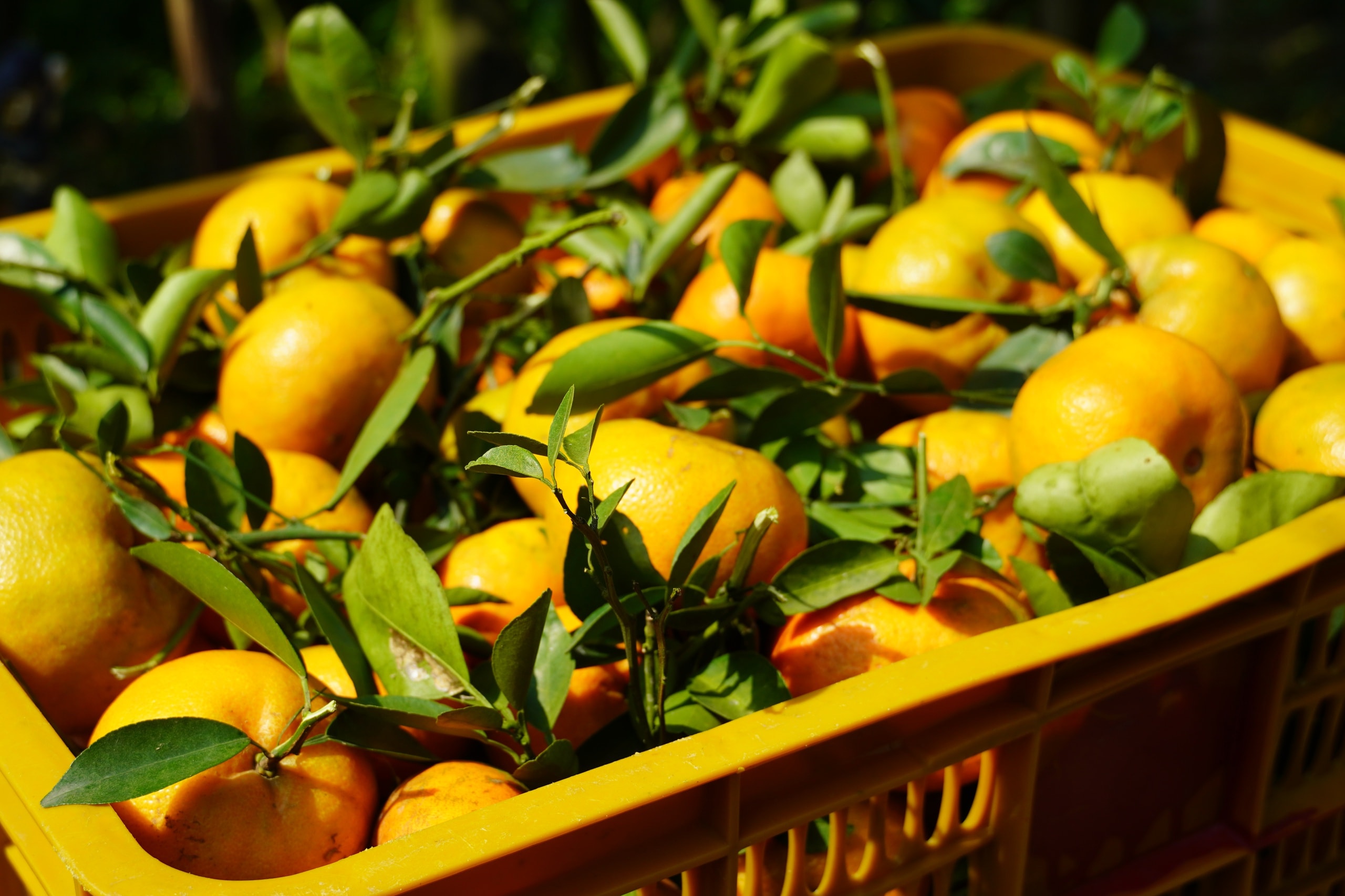 Thủ phủ quýt hồng Lai Vung năm 2026: Giá giảm sau vụ thu hoạch Tết - Ảnh 9.