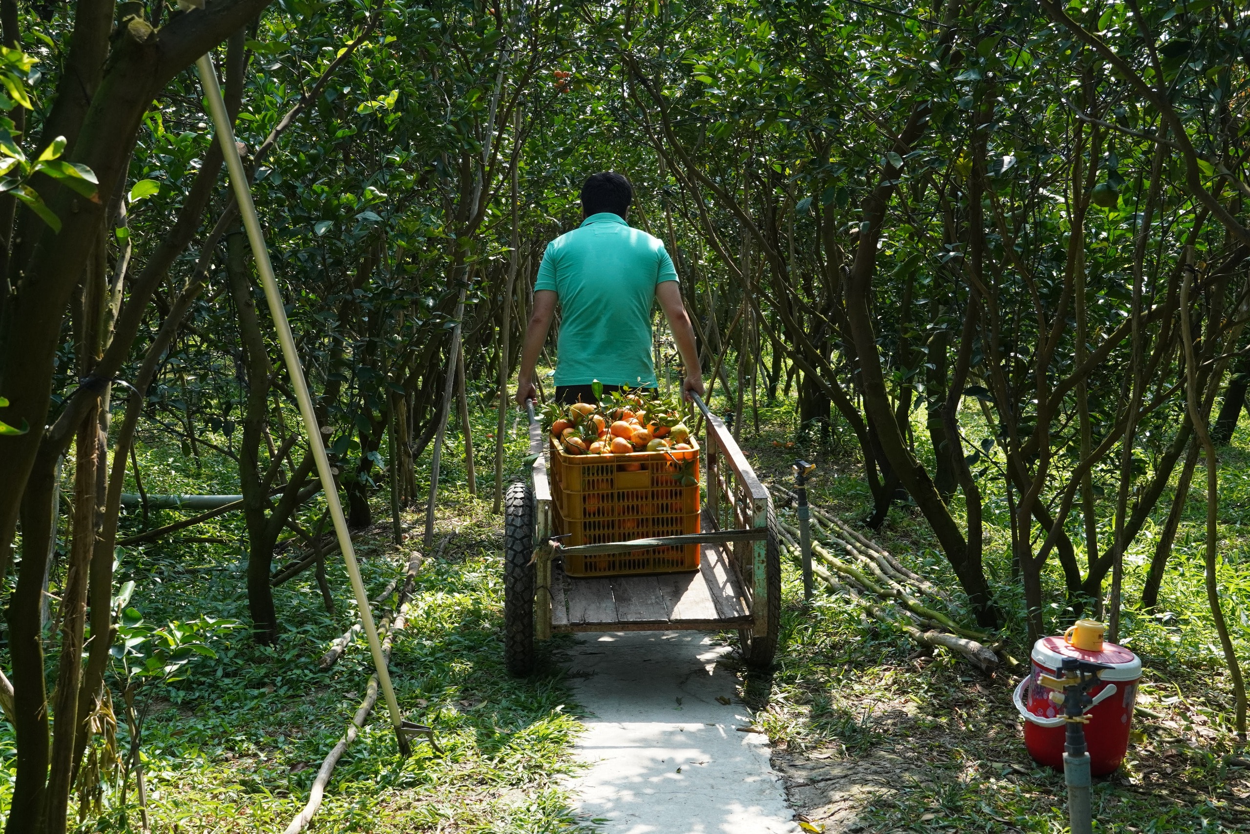 Thủ phủ quýt hồng Lai Vung năm 2026: Giá giảm sau vụ thu hoạch Tết - Ảnh 11.