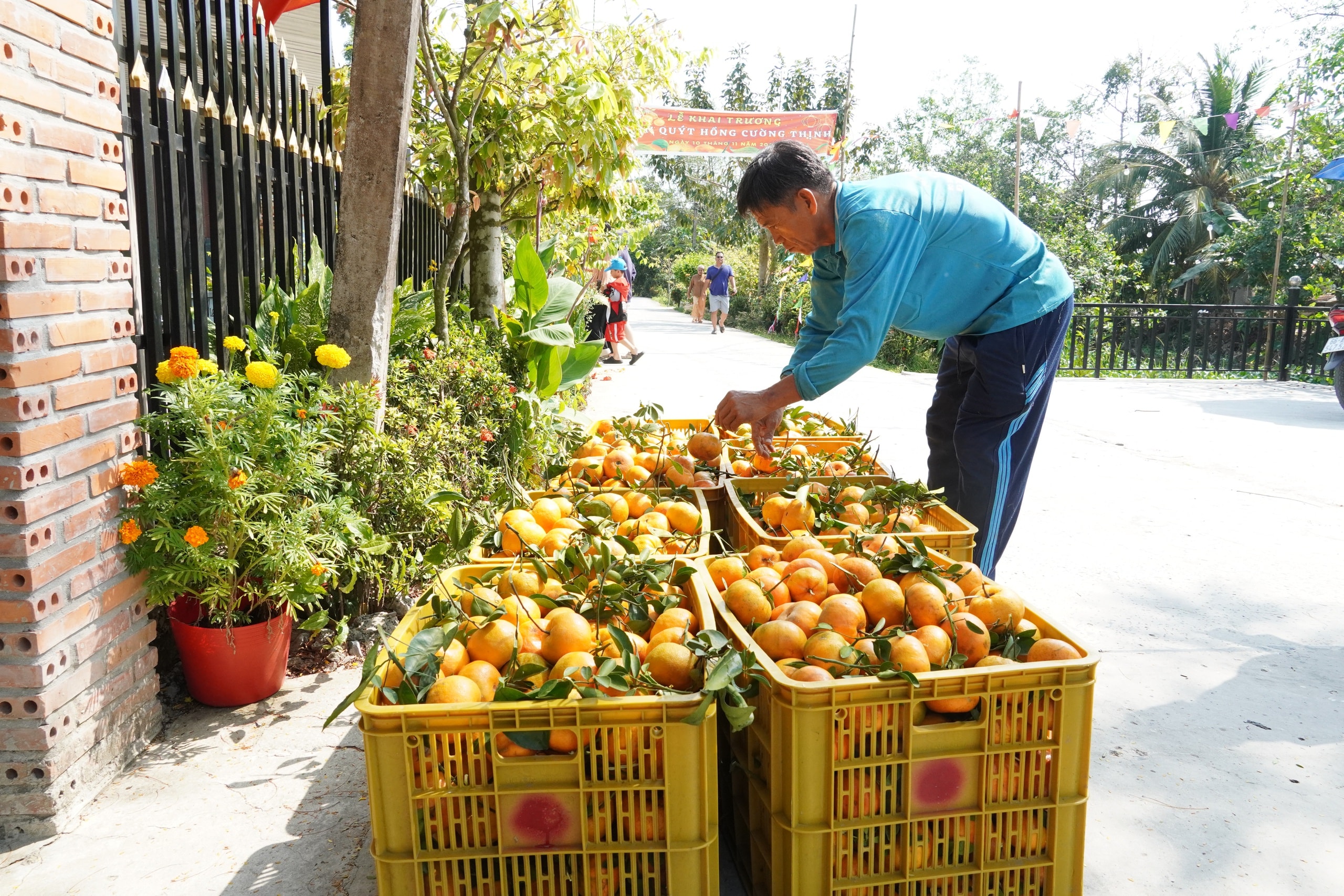 Thủ phủ quýt hồng Lai Vung năm 2026: Giá giảm sau vụ thu hoạch Tết - Ảnh 12.