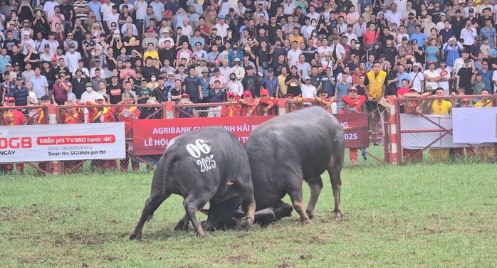 "Ông trâu" số 06 giành chức vô địch lễ hội chọi trâu truyền thống Đồ Sơn 2025- Ảnh 6.