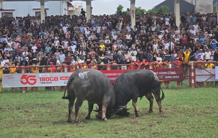 "Ông trâu" số 06 giành chức vô địch lễ hội chọi trâu truyền thống Đồ Sơn 2025- Ảnh 5.