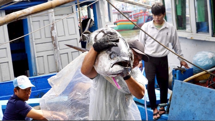 “Thủ phủ” cá ngừ đại dương và những chuyến biển bạc tỉ - Ảnh 2.