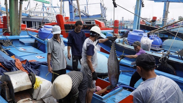 “Thủ phủ” cá ngừ đại dương và những chuyến biển bạc tỉ - Ảnh 1.