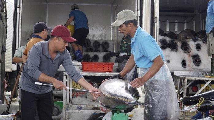 “Thủ phủ” cá ngừ đại dương và những chuyến biển bạc tỉ - Ảnh 3.