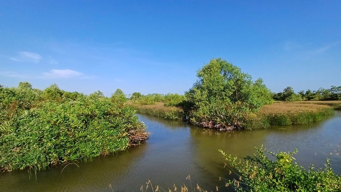 VIDEO: Mò hang cấm lịch ở Cà Mau - Ảnh 1.