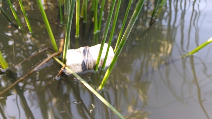 VIDEO: Mò hang cấm lịch ở Cà Mau - Ảnh 6.