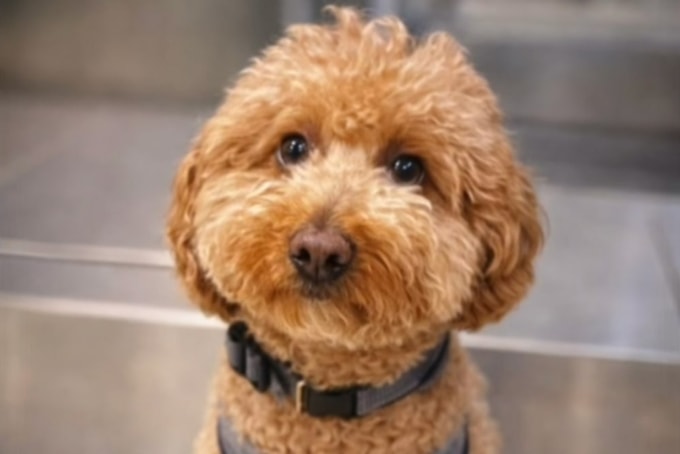 Jet Blue tại sân bay. Ảnh: NBC