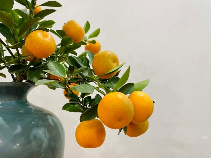 Cây quất cảnh chưng Tết. Ảnh: Phan Dương