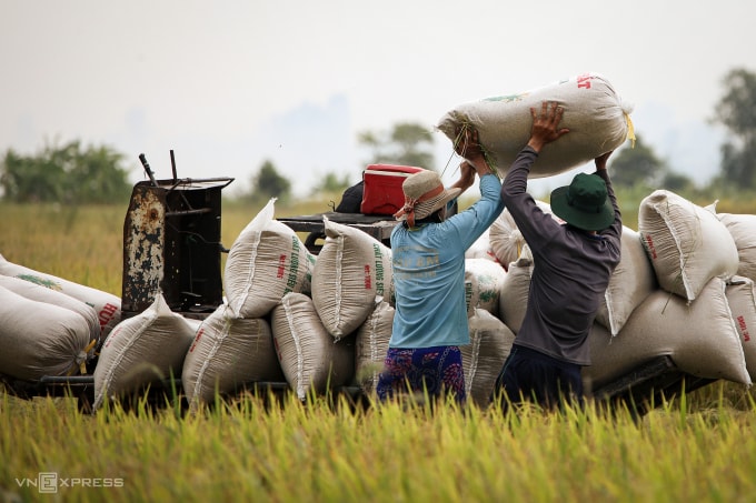 Người dân thu hoạch lúa ở Cần Thơ. Ảnh: Thủy Tiên