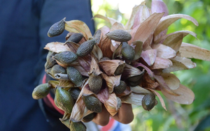 Sở Y tế Thanh Hóa thông tin vụ nghi ngộ độc do ăn thịt, trứng cá cảnh - Ảnh 4.