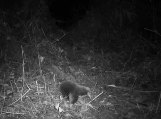 Loài vật quý hiếm bậc nhất hành tinh, tuyệt tích 60 năm bất ngờ "tái xuất" một cách bí ẩn- Ảnh 1.