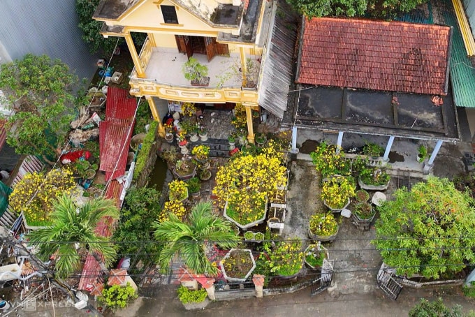 Vườn Hoàng mai của gia đình anh Hùng rực rỡ sắc vàng. Ảnh: Võ Thạnh