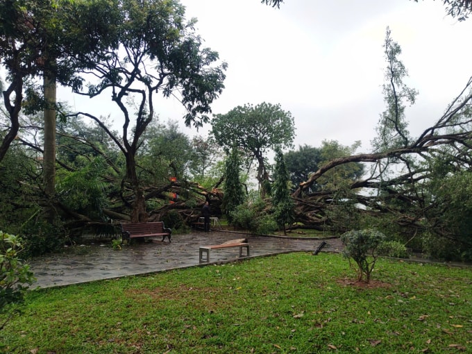 Hai cây xanh trong công viên đổ. Ảnh: Xuân Hoa