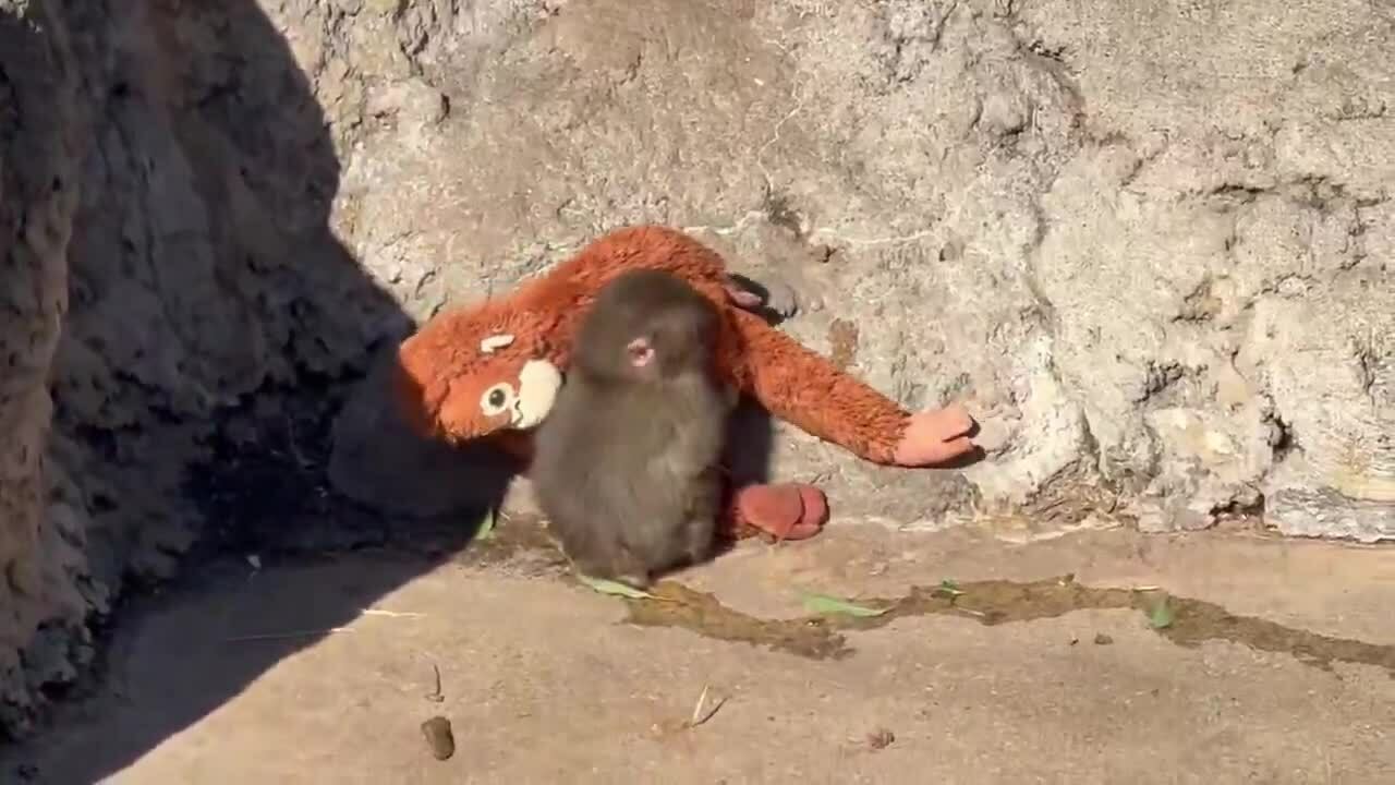 Khỉ con cô độc gây sốt mạng xã hội