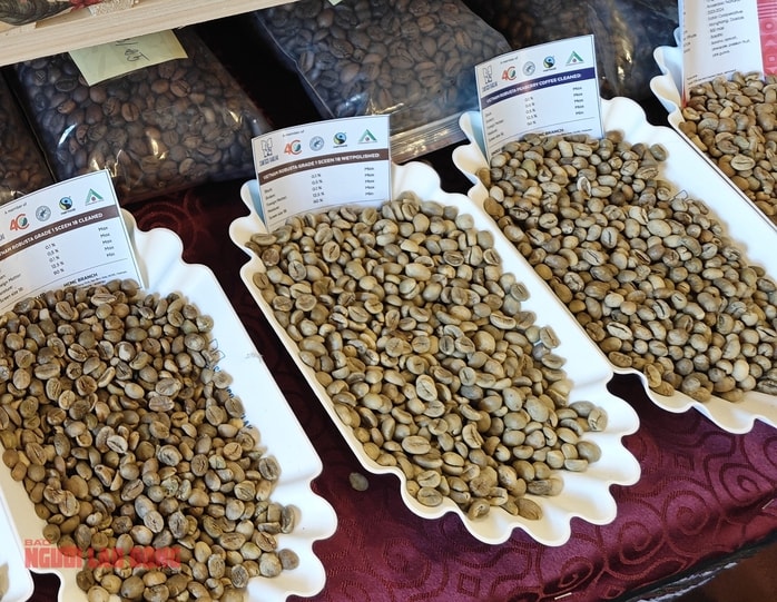 Giá cà phê hôm nay 24 - 2 giảm mạnh , ông lớn cà phê than giá cao - Ảnh 2.