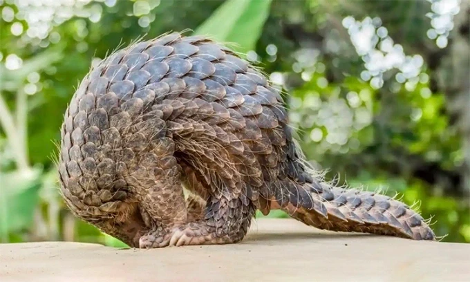 Tê tê là động vật có vú bị buôn bán nhiều nhất trên thế giới, chủ yếu để lấy vảy và thịt. Ảnh: WildAid