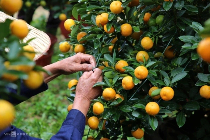 Người dân trồng quất cảnh. Ảnh: Đắc Thành