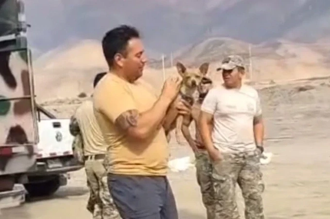 Con chó chihuahua sống sót sau vụ tai nạn trực thăng ở Peru. Ảnh: Metropoles